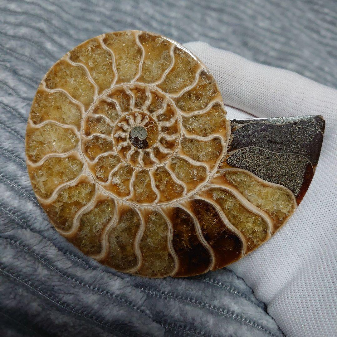 アンモナイト化石　ハーフカット　ペア　マダガスカル