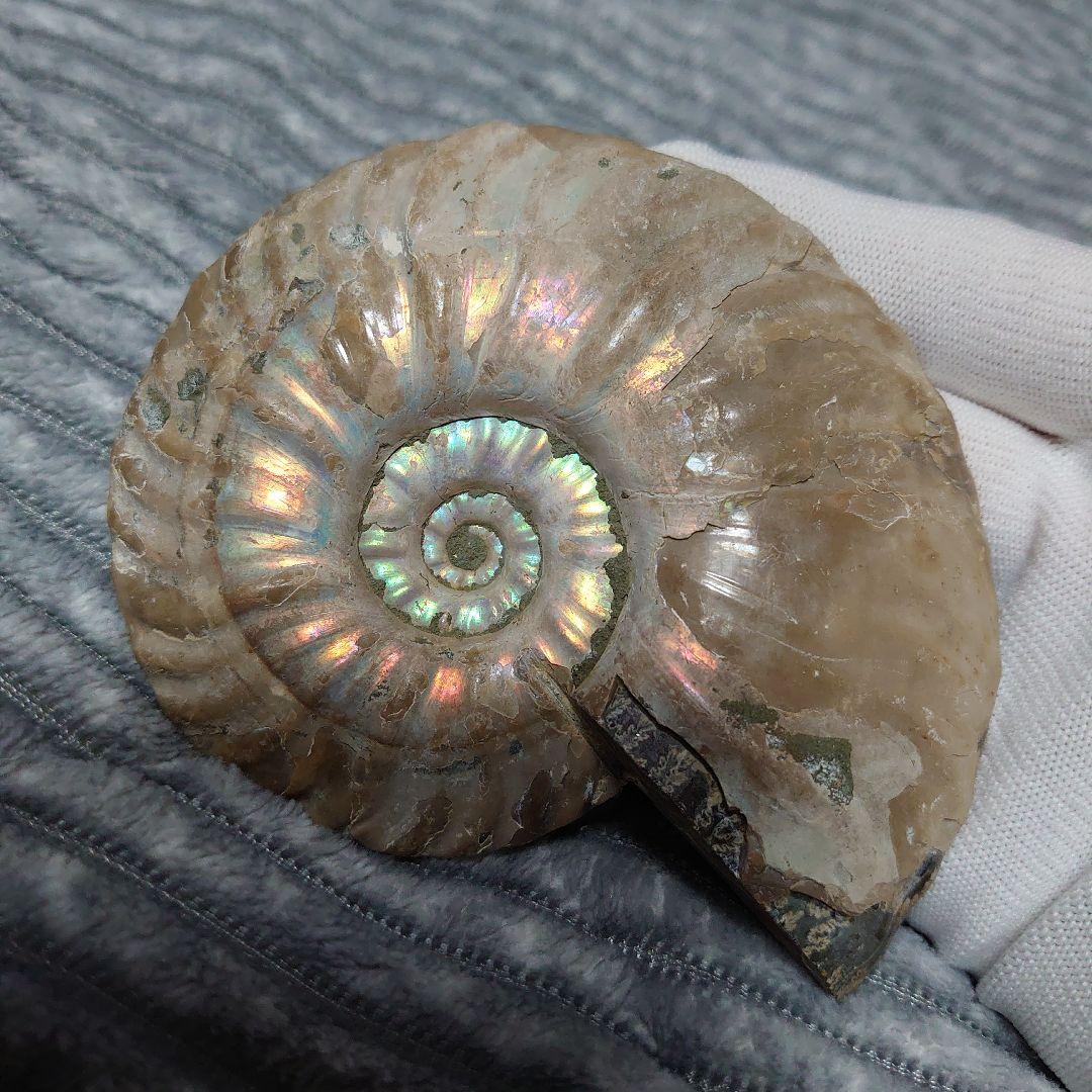 アンモナイト化石　ハーフカット　ペア　マダガスカル