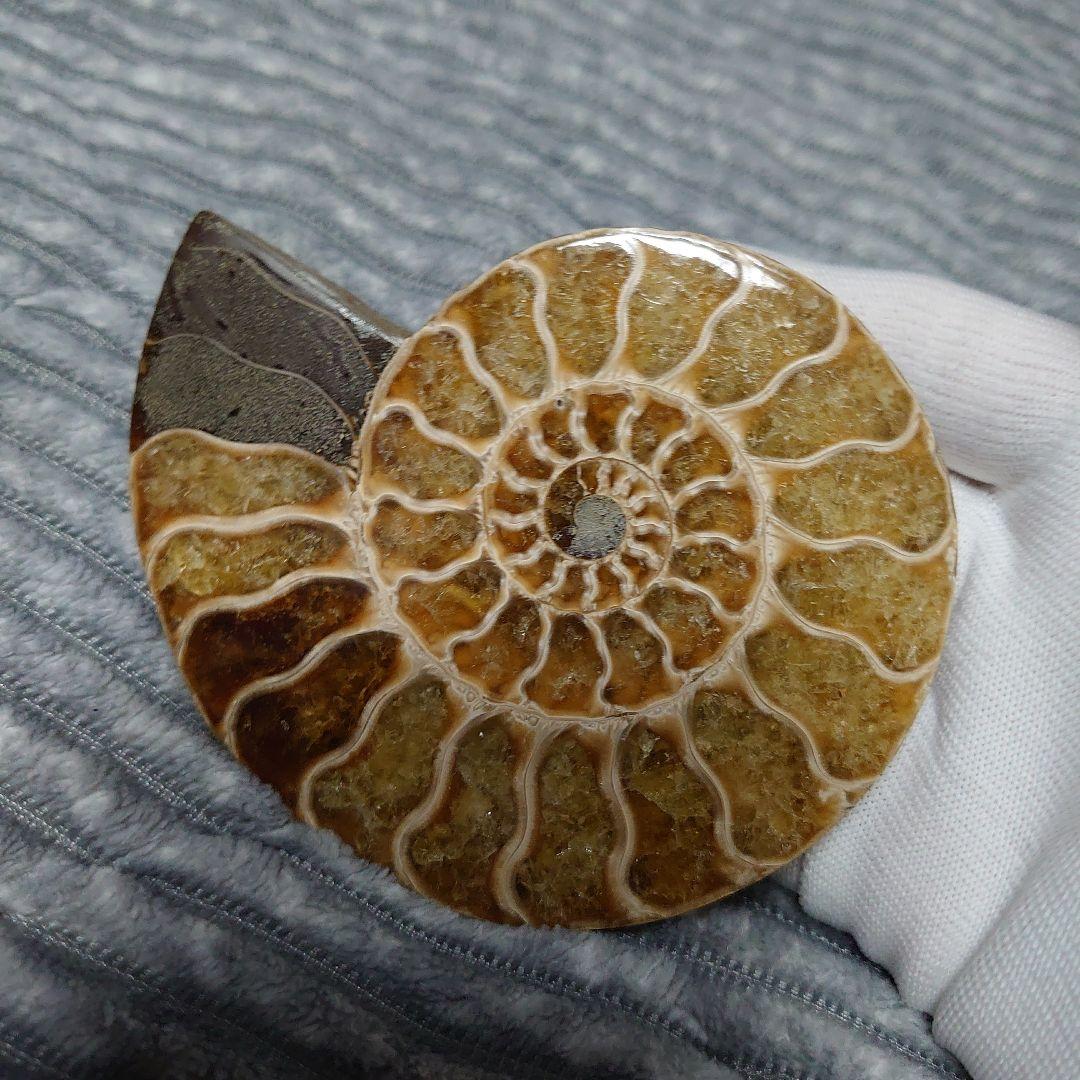 アンモナイト化石　ハーフカット　ペア　マダガスカル
