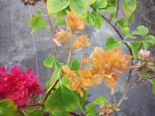 珍品　ブーゲンビレア　苗　限定品！　ブーゲンビリア　観葉植物　花木