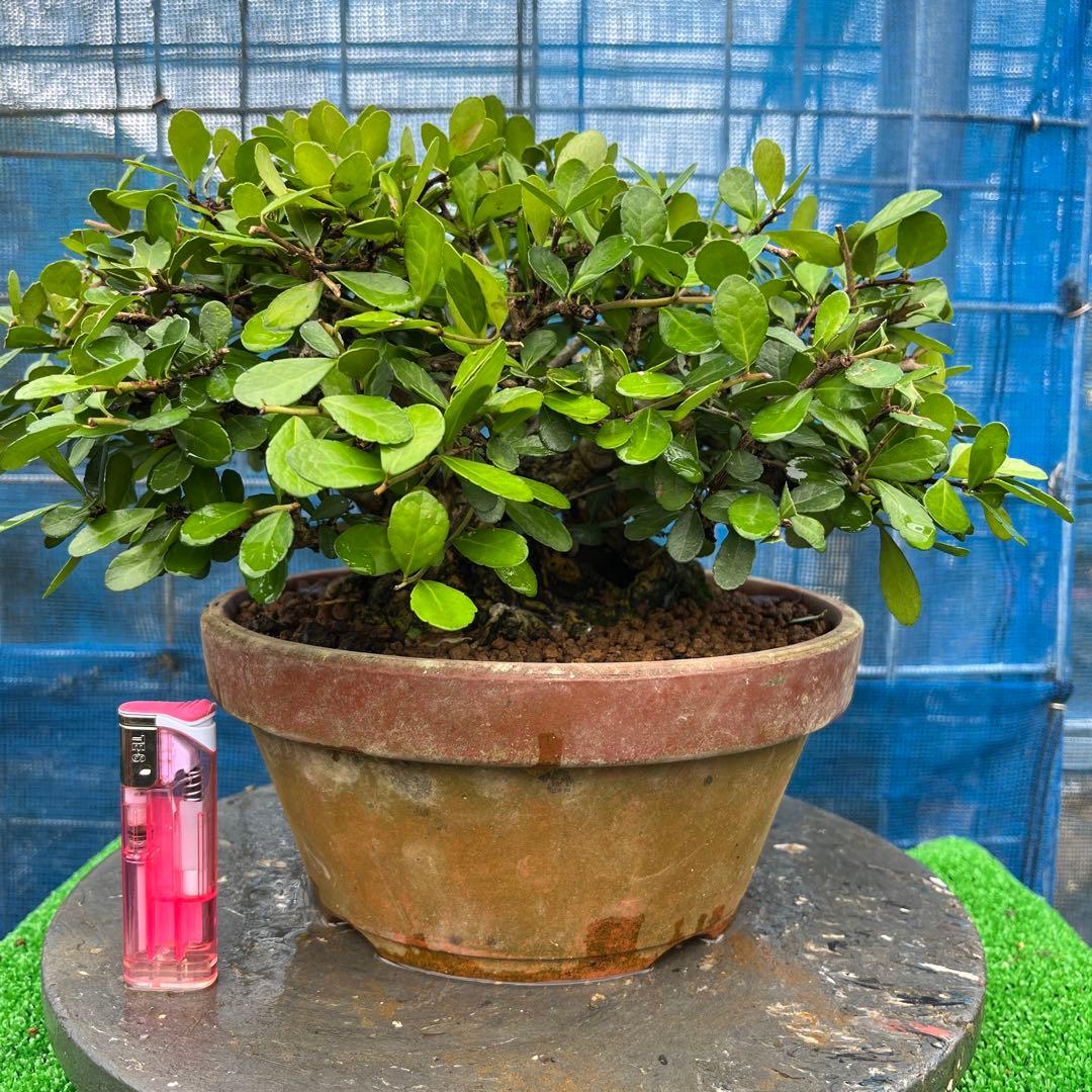 盆栽 緑色の葉 ハリツルマサキ