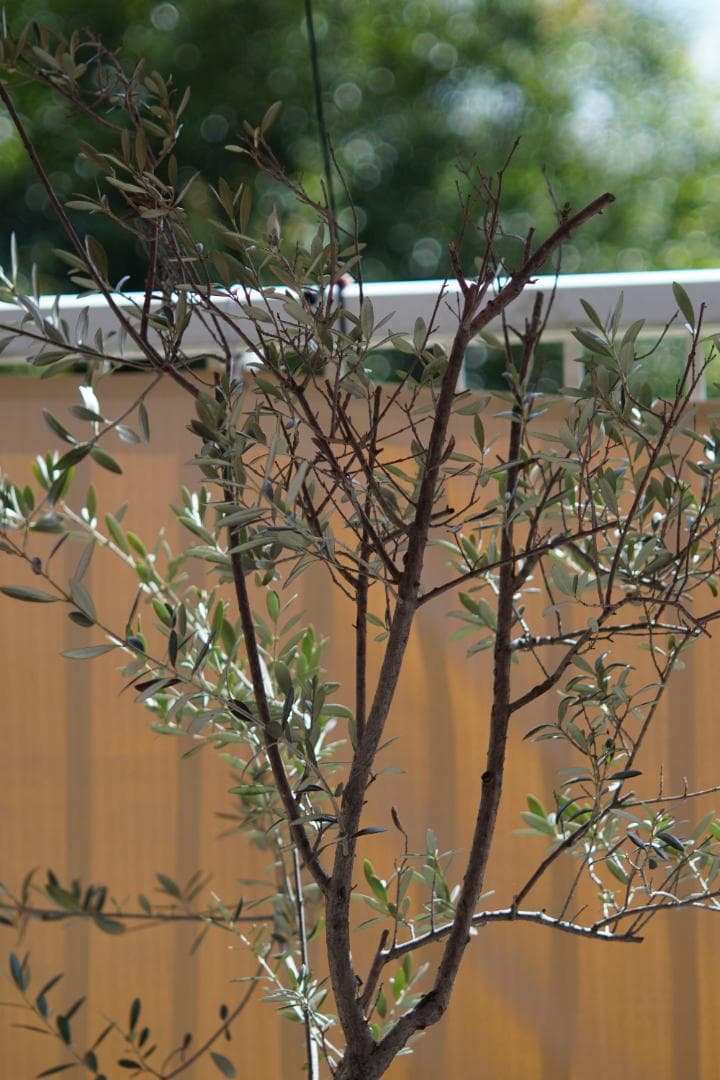 う*！様 Leitz ELMARIT 90mm f/2.8 Mマウント レンズ