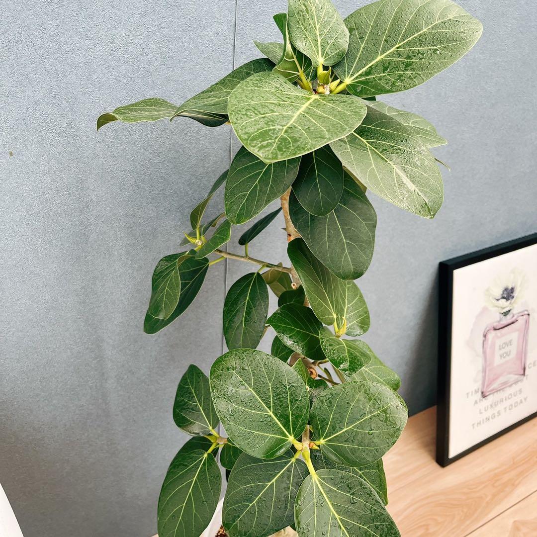 ［現品］84番　フィカス　ベンガレンシス　曲がり 8号　観葉植物　室内　大型