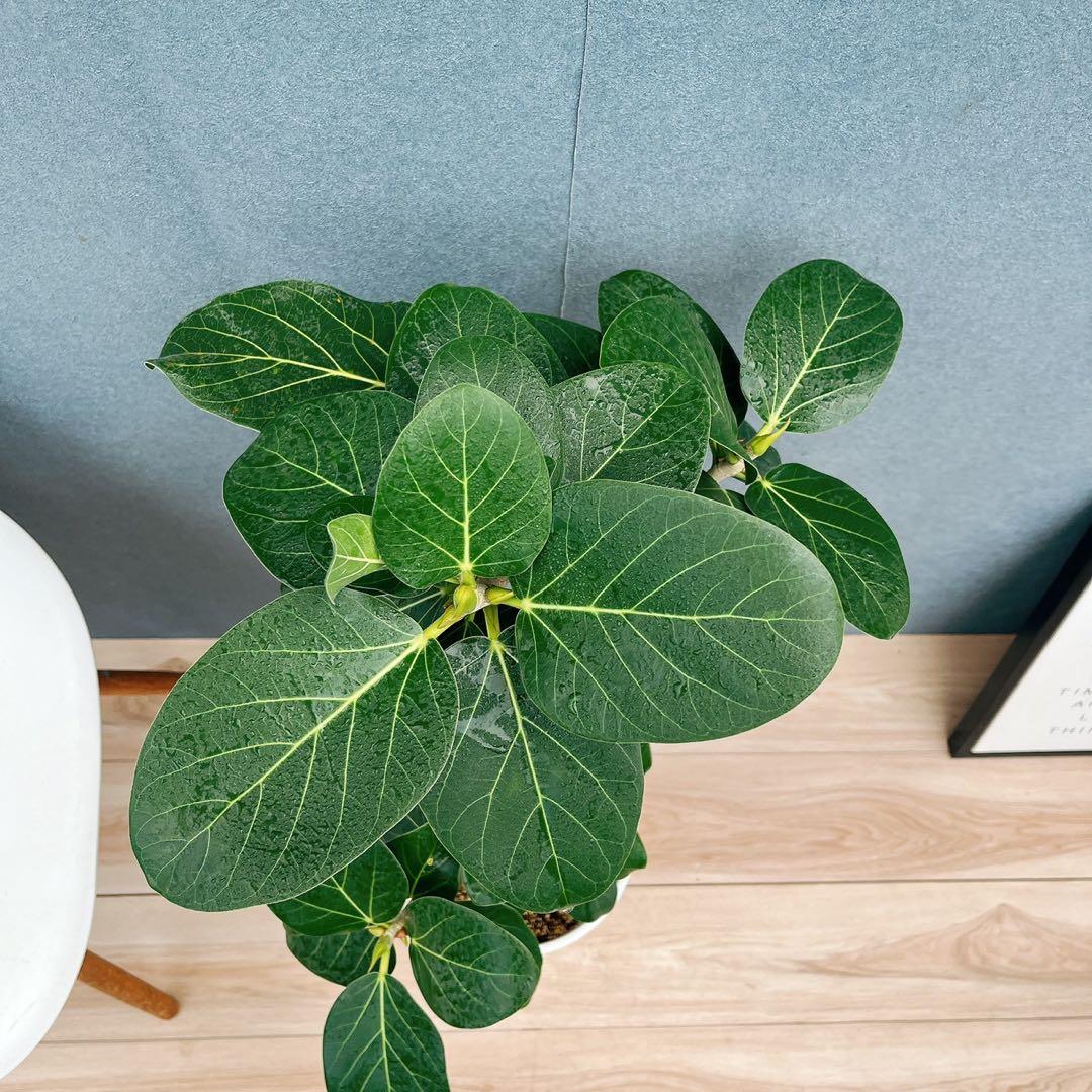 ［現品］84番　フィカス　ベンガレンシス　曲がり 8号　観葉植物　室内　大型