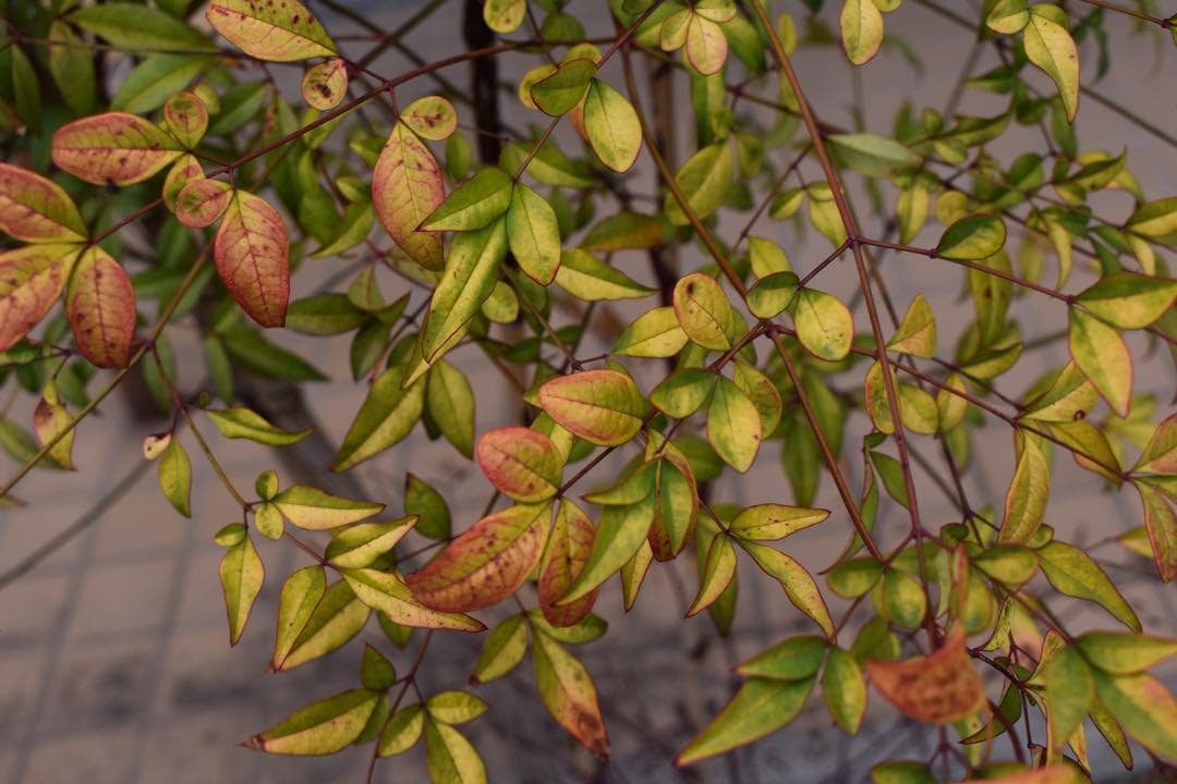 むぎ！！！✨️美品✨️Nikon D3500のすぐ使えるセット 【バッグ無】