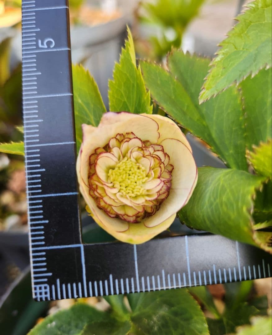 〈匿名発送〉023 クリスマスローズ sd 株分　ブローチ Geometric