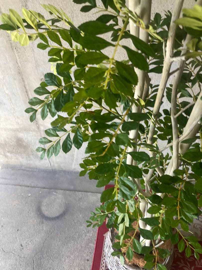 光触媒　人工観葉植物　ウォールグリーン　フェイクグリーン　トネリコ17075aj