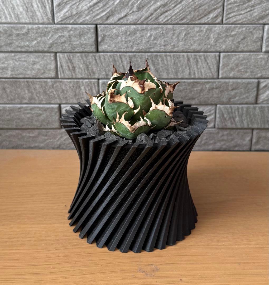 【鉢ごと発送】アガベ チタノタ レッドキャットウィーズル【ゴリ猫・丸型・超低重心