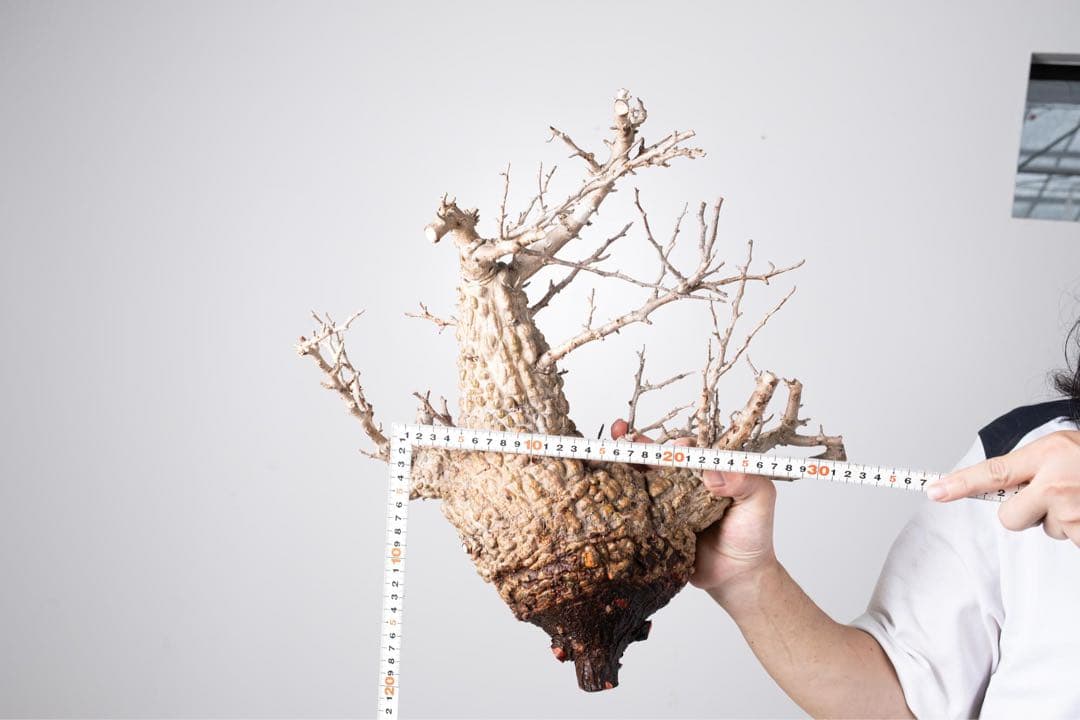 KP110 オペルクリカリア パキプス コーデックス ベアルート株　枝カット済み