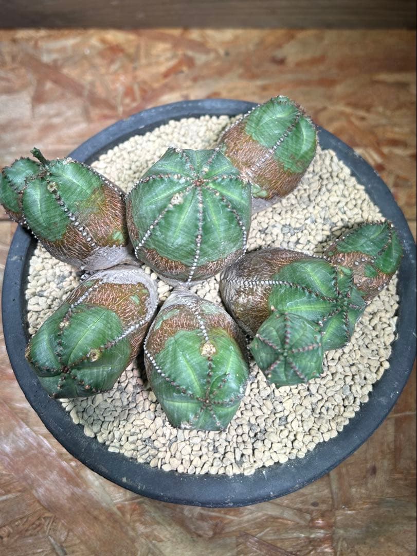 発根済み　オールド　オベサ　群生　ユーフォルビア　木質化　陶器鉢のまま発送