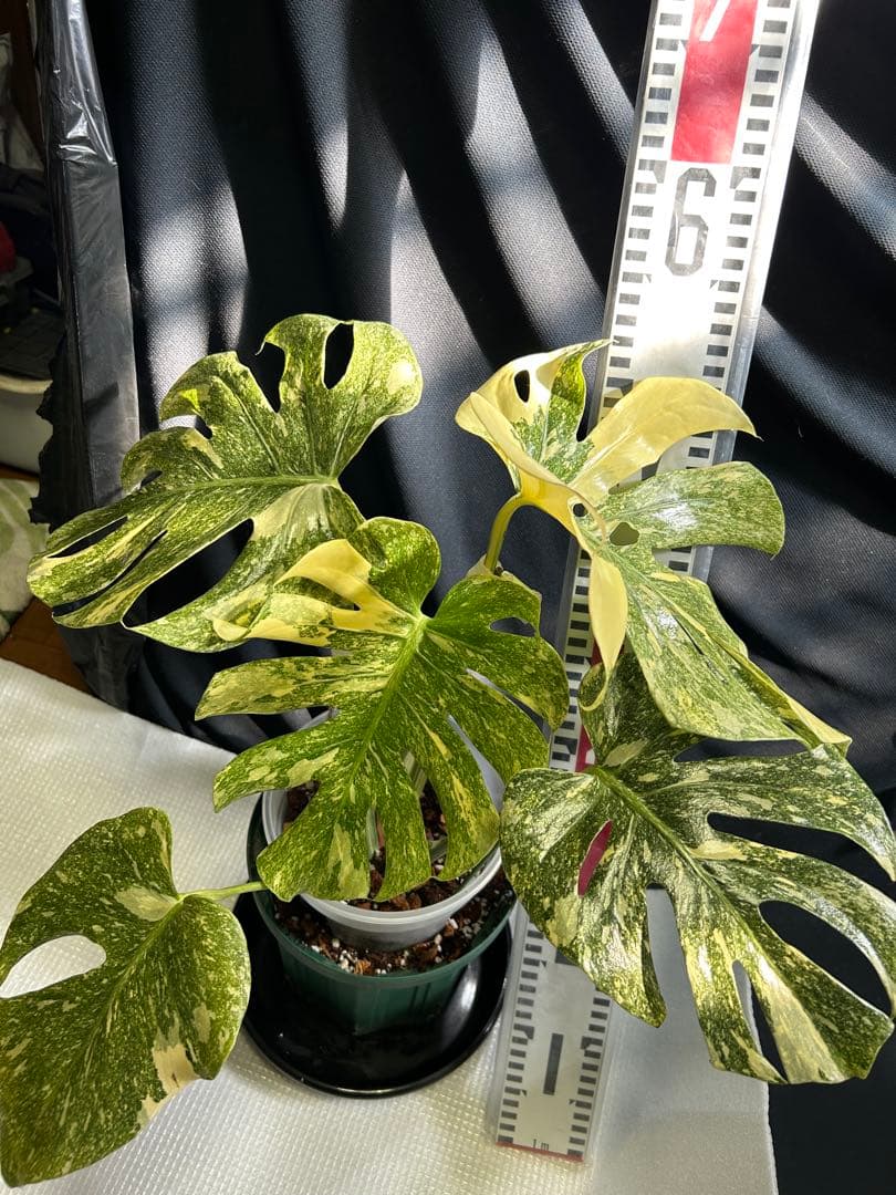 美希少斑入りモンステラデリシオーサ　グリーンスノー鉢植え発送‼️