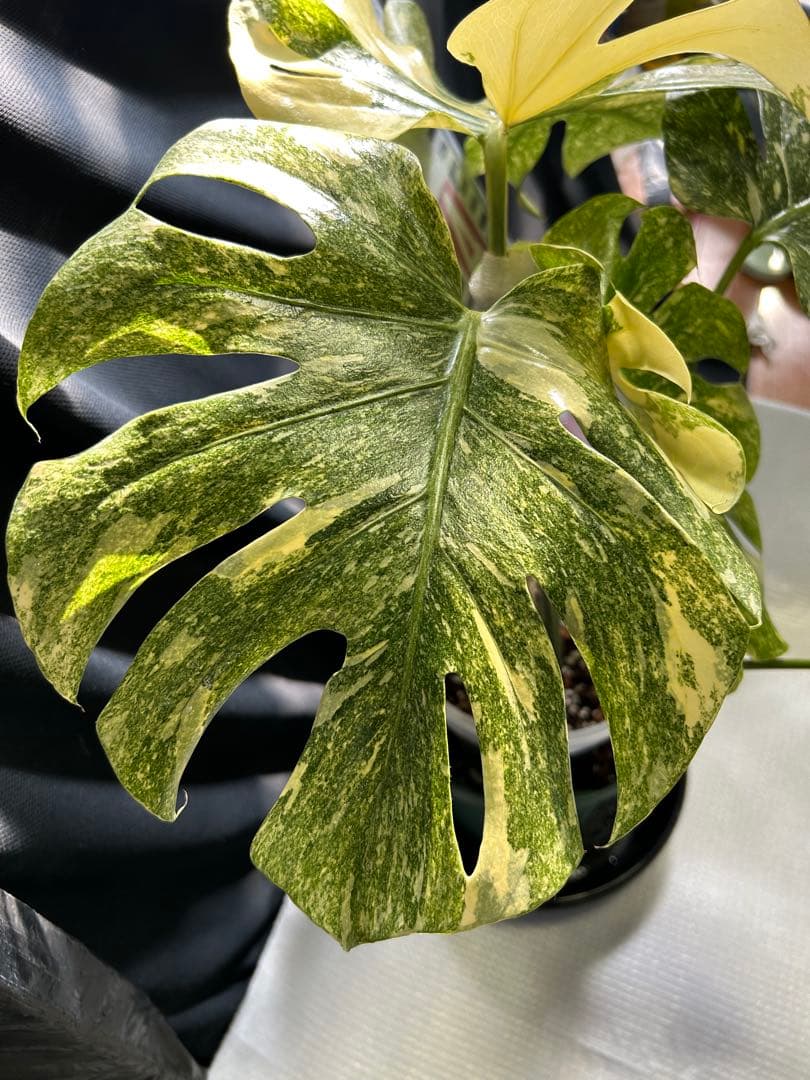 美希少斑入りモンステラデリシオーサ　グリーンスノー鉢植え発送‼️