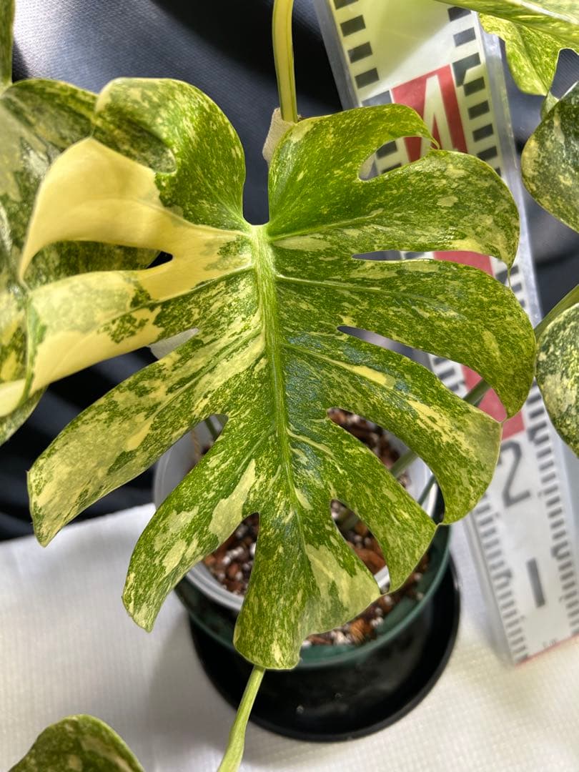 美希少斑入りモンステラデリシオーサ　グリーンスノー鉢植え発送‼️