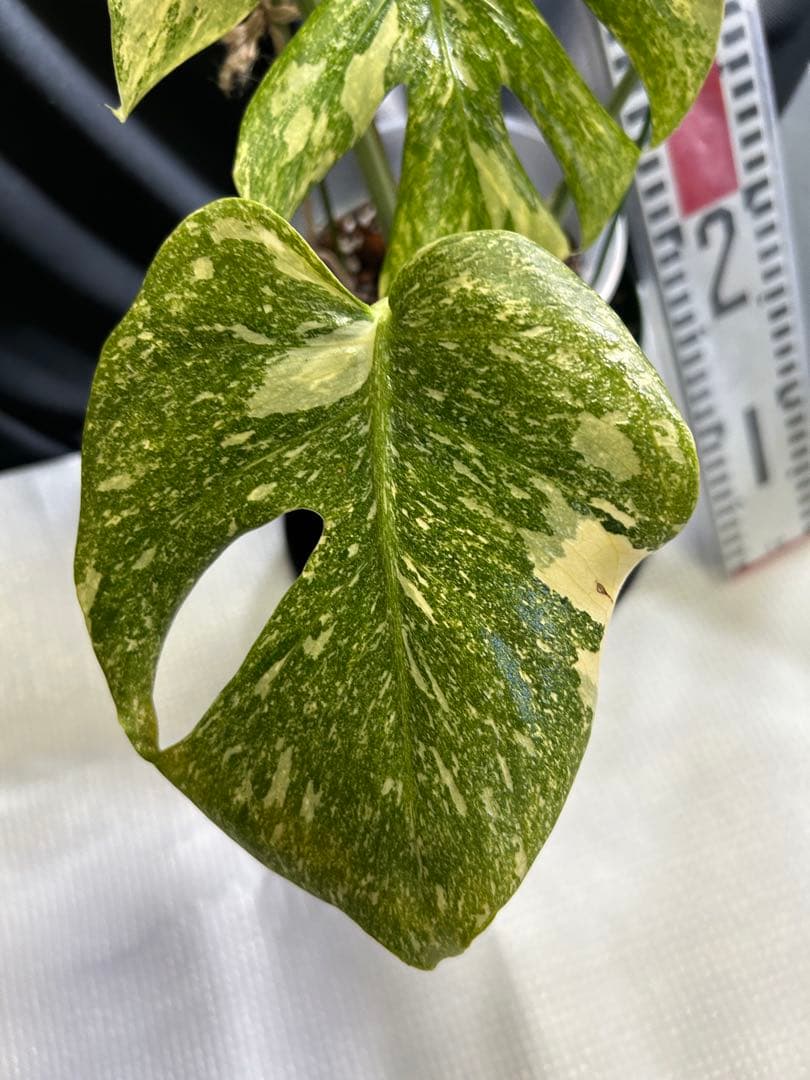 美希少斑入りモンステラデリシオーサ　グリーンスノー鉢植え発送‼️