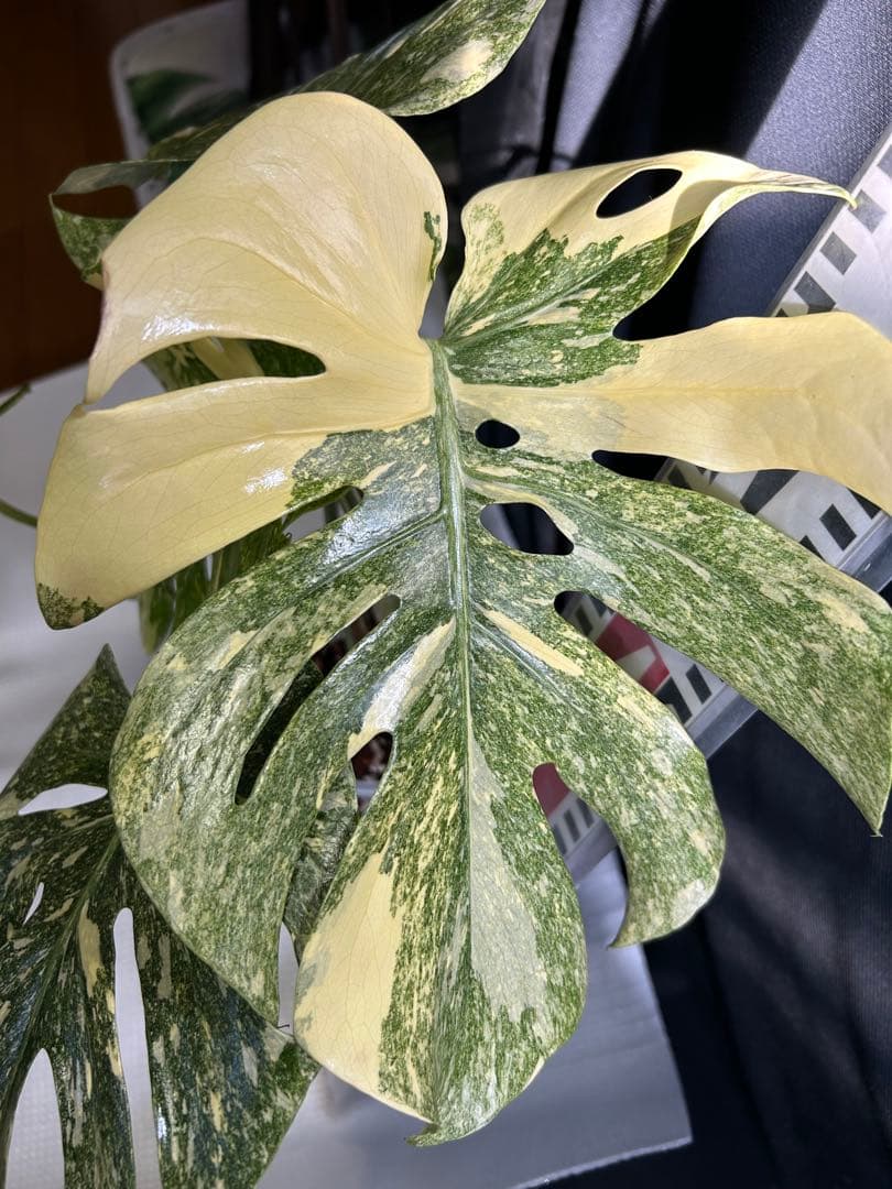 美希少斑入りモンステラデリシオーサ　グリーンスノー鉢植え発送‼️