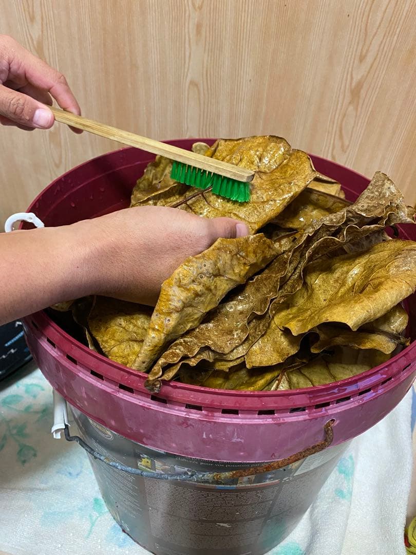 沖縄県やんばる産マジックリーフ 1kg UV殺菌灯照射済み⑥