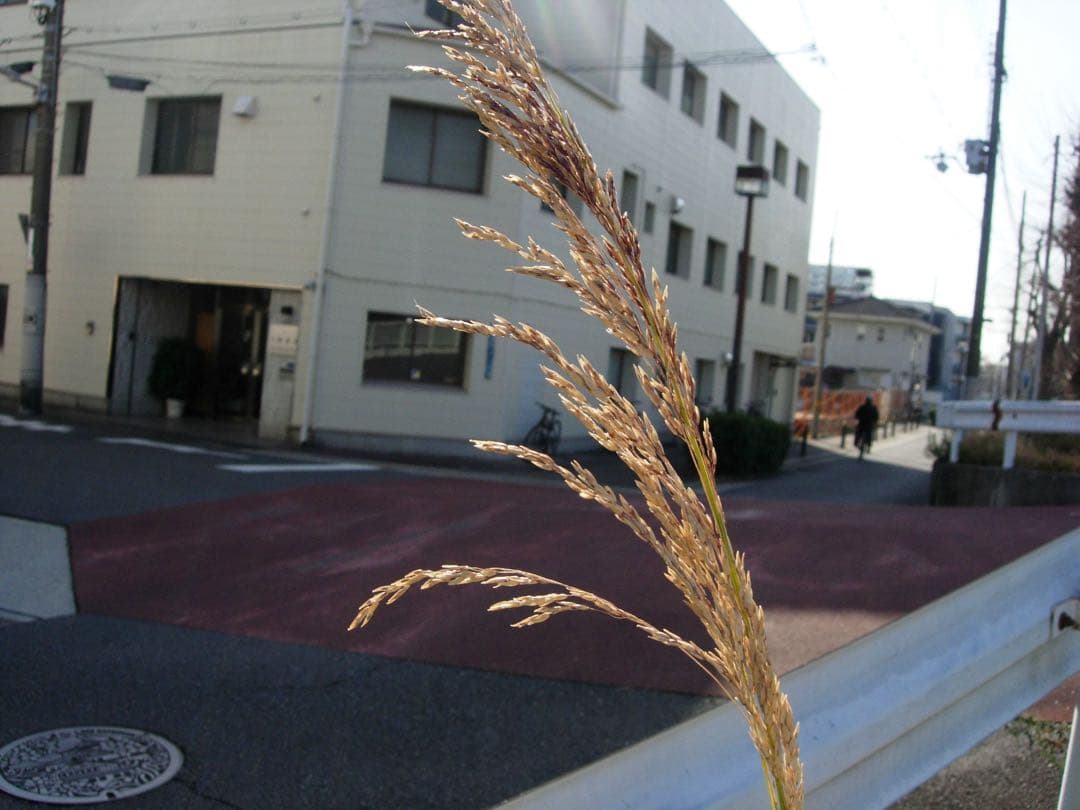 【話題のオールドコンデジ！/作例付】Nikon COOLPIX 5200