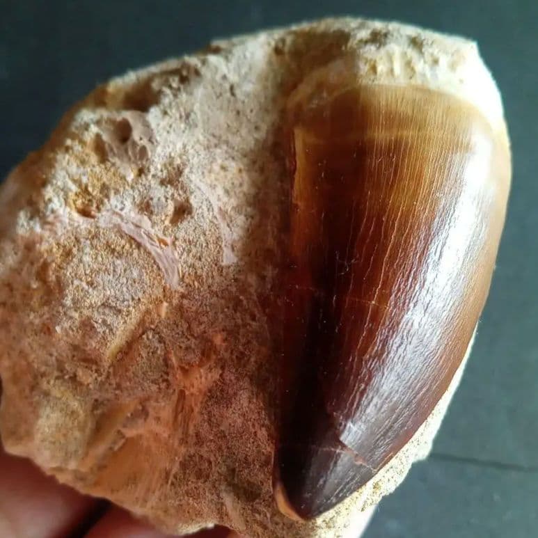 モササウルス　母岩付き標本　極美麗　歯56mm　特大　希少