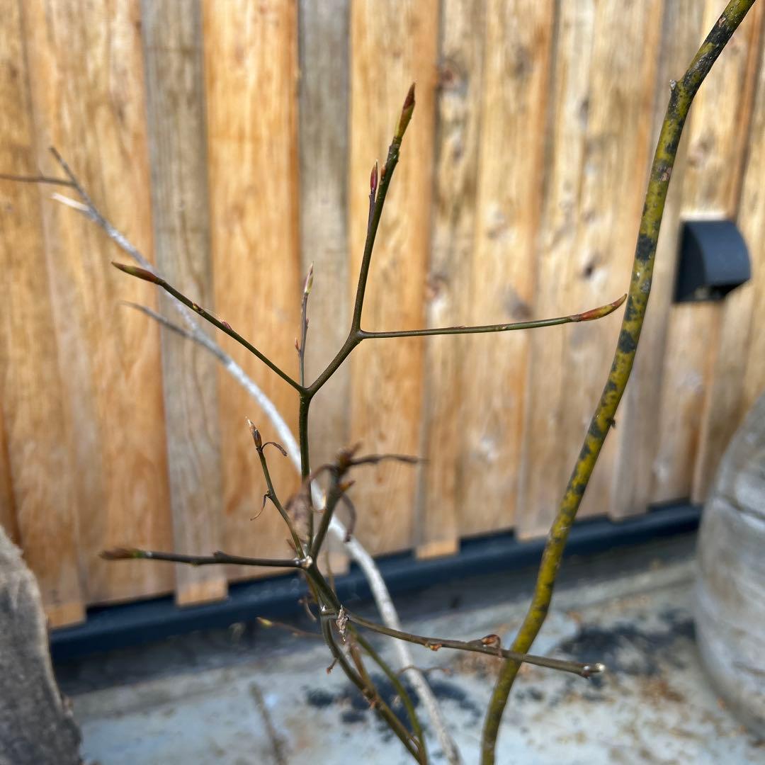 クロモジ苗木　180cm