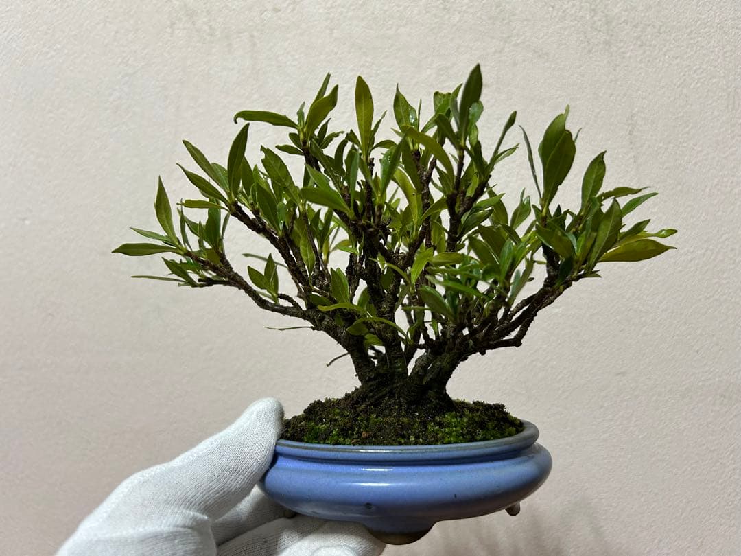 梔子　小品盆栽