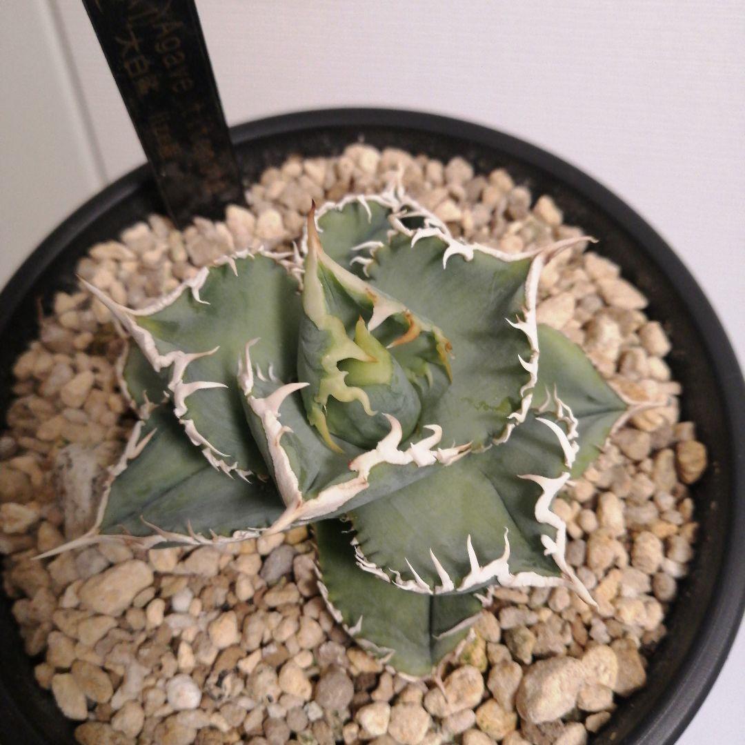 アガベチタノタ　ホホジロザメ(lize産)