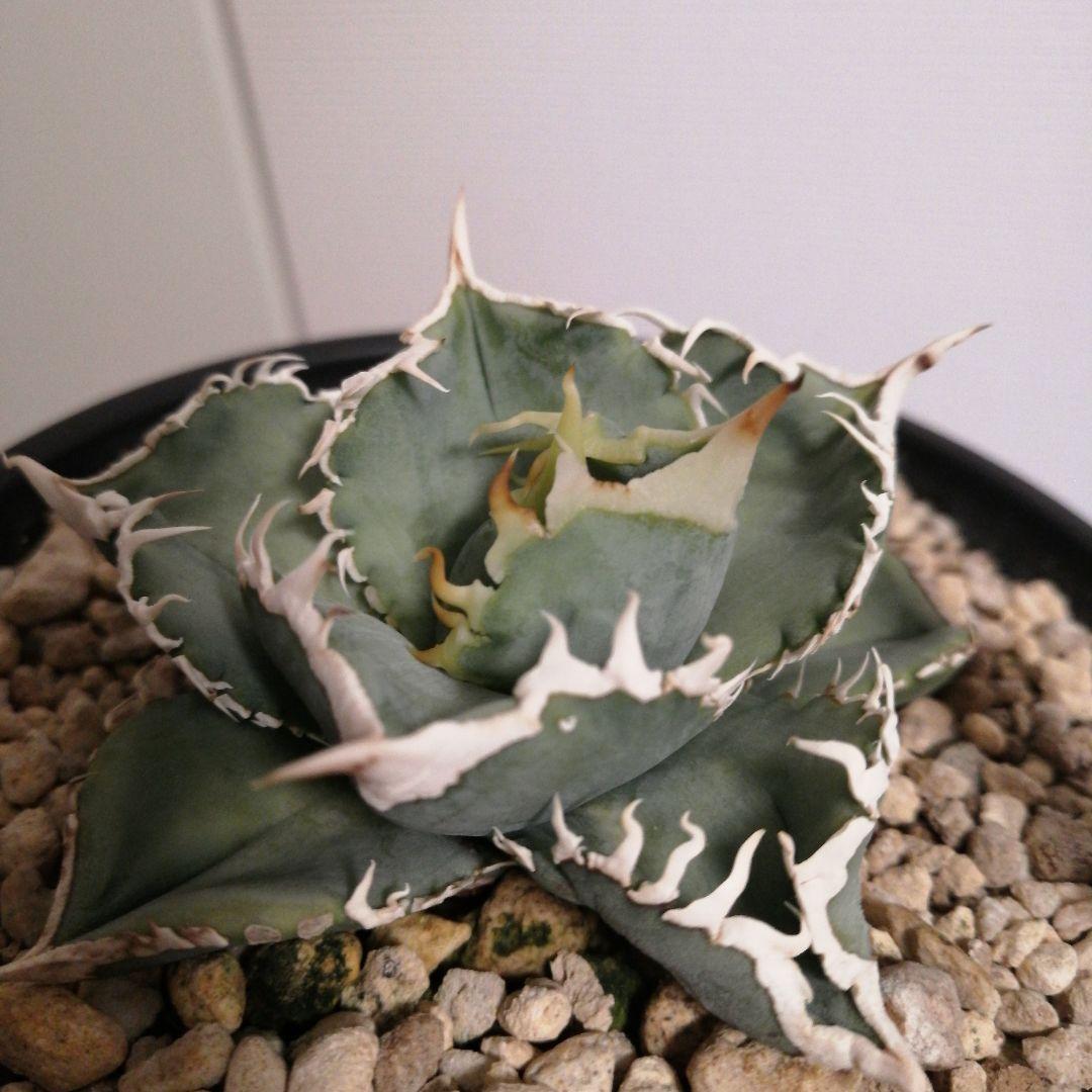 アガベチタノタ　ホホジロザメ(lize産)