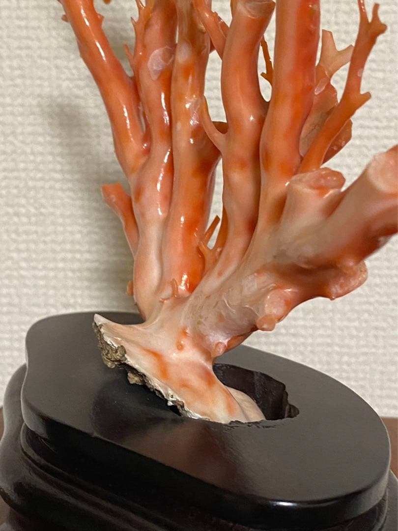 天然深海赤珊瑚 枝珊瑚置物 台座付きジュエリー宝石原木 オブジェ骨董
