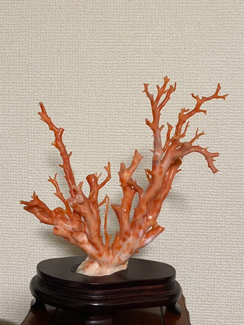 天然深海赤珊瑚 枝珊瑚置物 台座付きジュエリー宝石原木 オブジェ骨董