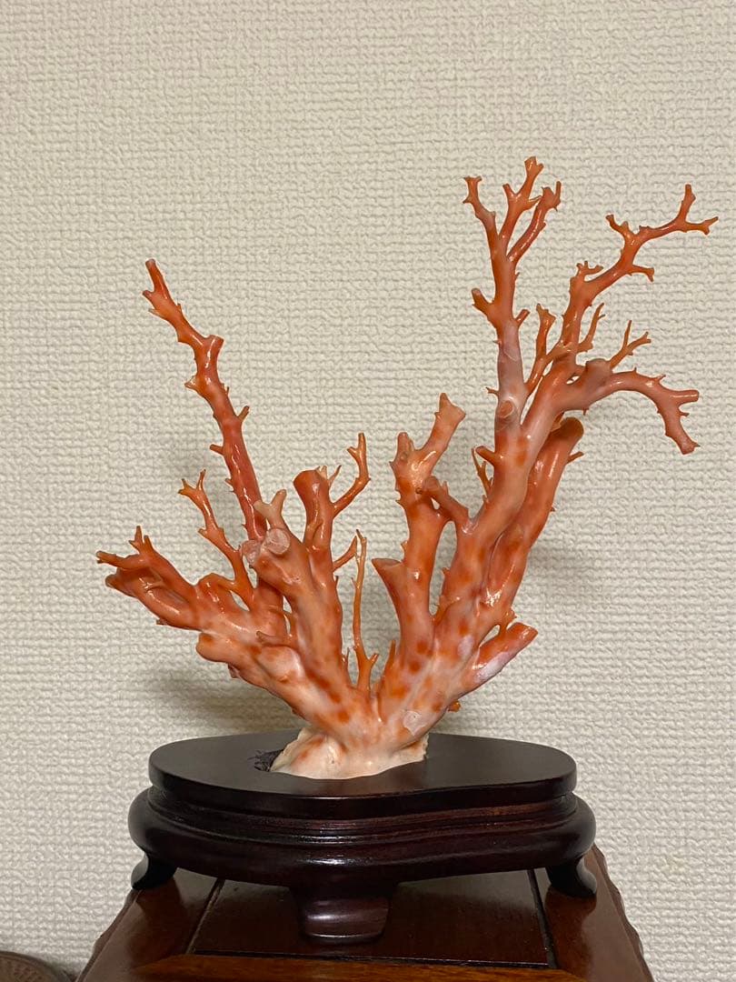 天然深海赤珊瑚 枝珊瑚置物 台座付きジュエリー宝石原木 オブジェ骨董