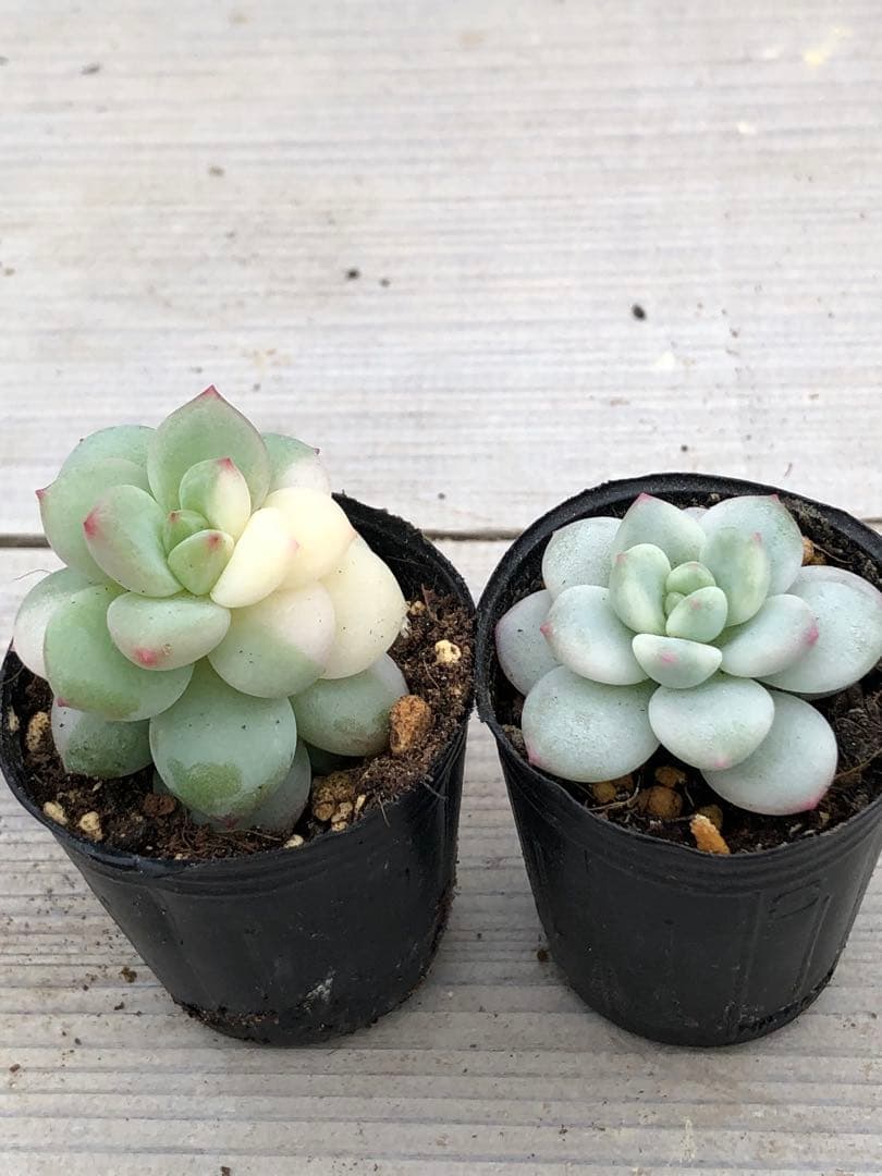 多肉植物 香水錦(お顔違い)♡小苗セット