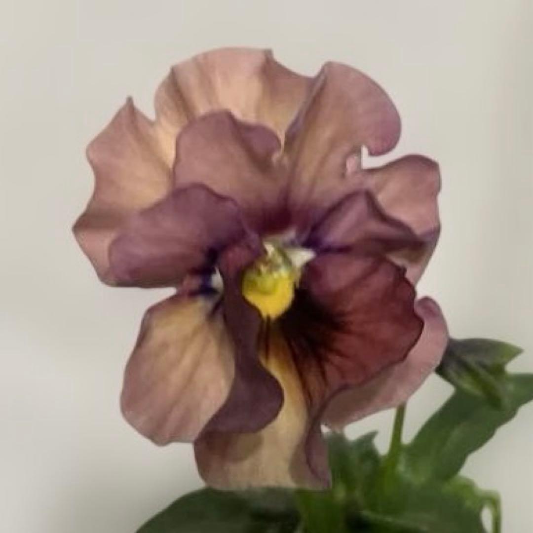 SUNTORY ミルフル 紫と白の花 1ポット苗　10月2 3日