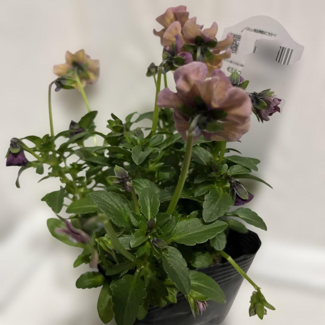 SUNTORY ミルフル 紫と白の花 1ポット苗　10月2 3日