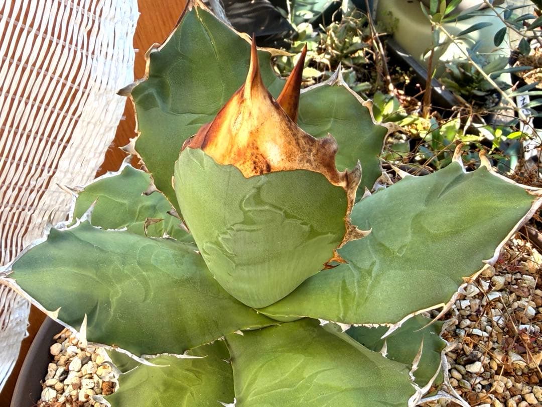 Agave titanota kelly clone 白犀牛　大株　抜き苗発送