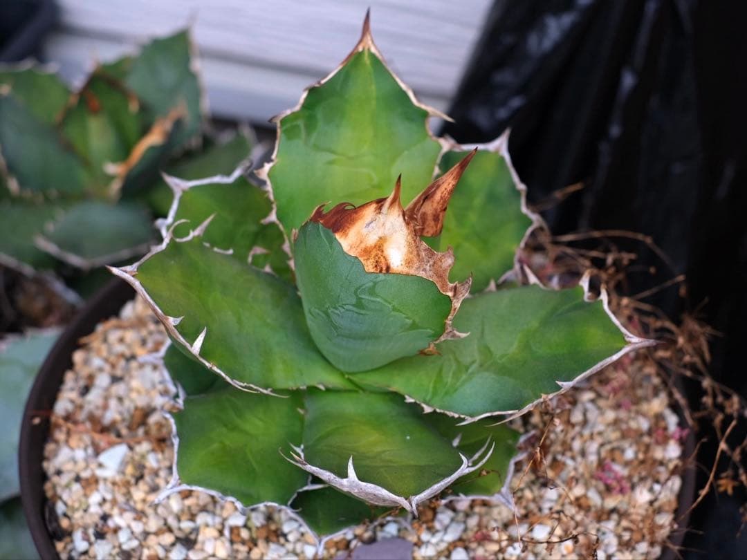 Agave titanota kelly clone 白犀牛　大株　抜き苗発送