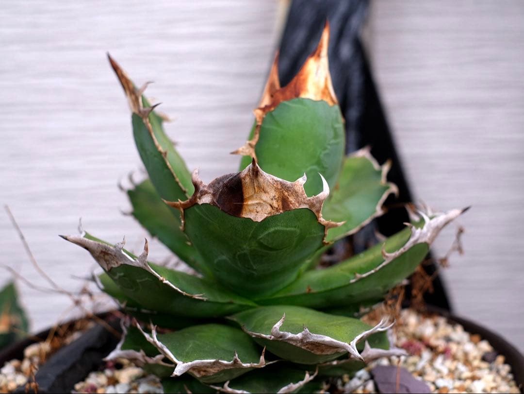 Agave titanota kelly clone 白犀牛　大株　抜き苗発送