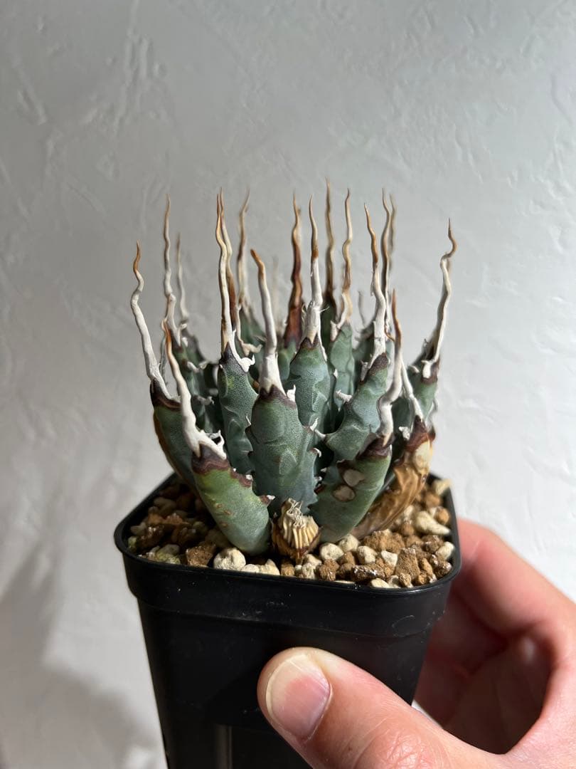 ◾️エボリスピナ陽炎◾️エグいうねり 陽炎 発根してます