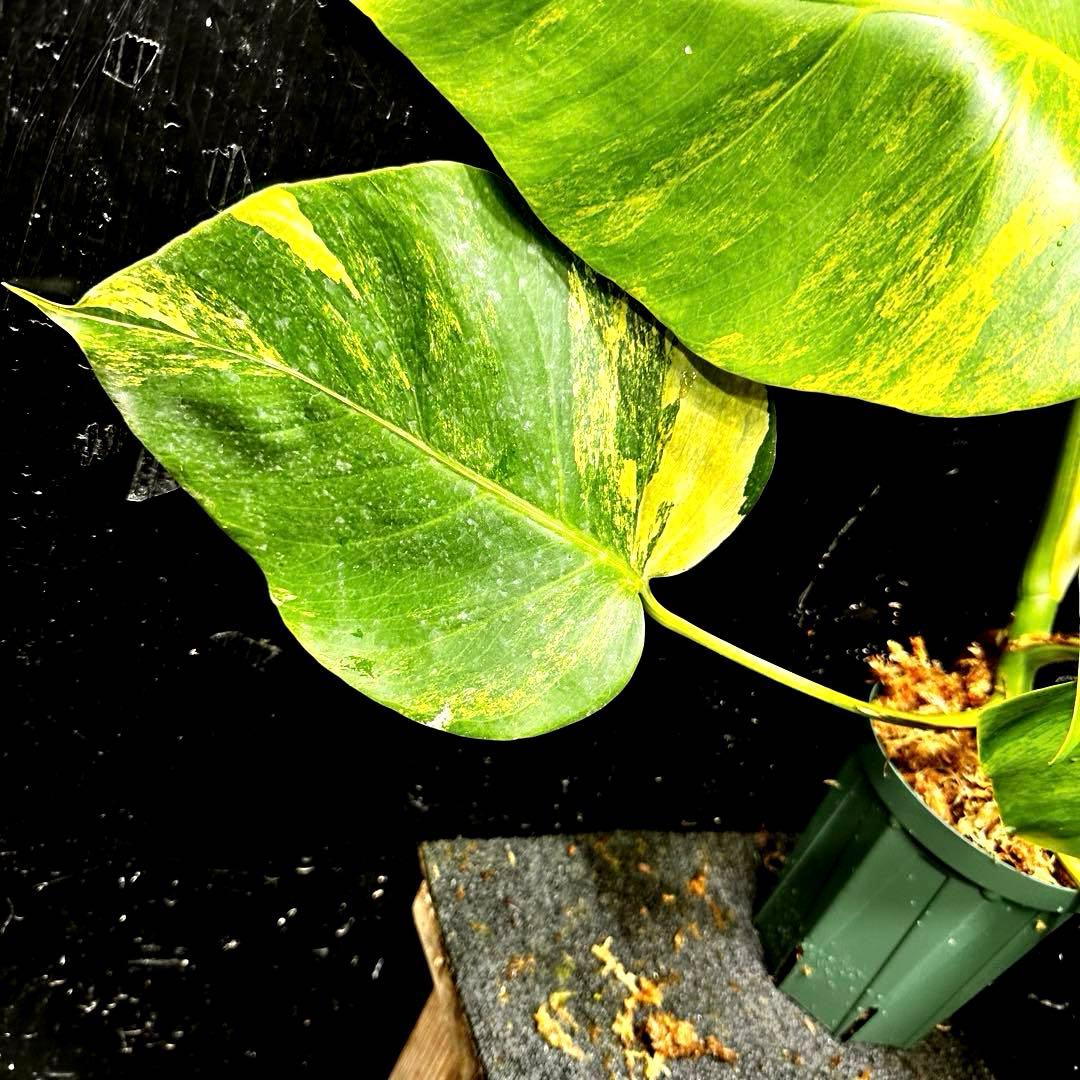 て*り様 斑入りモンステラボルシギアナオーレア黄斑4号鉢植え48cm発根済み安心