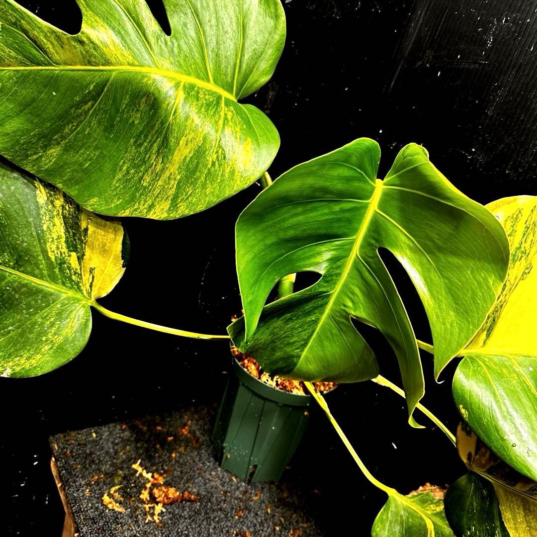 て*り様 斑入りモンステラボルシギアナオーレア黄斑4号鉢植え48cm発根済み安心