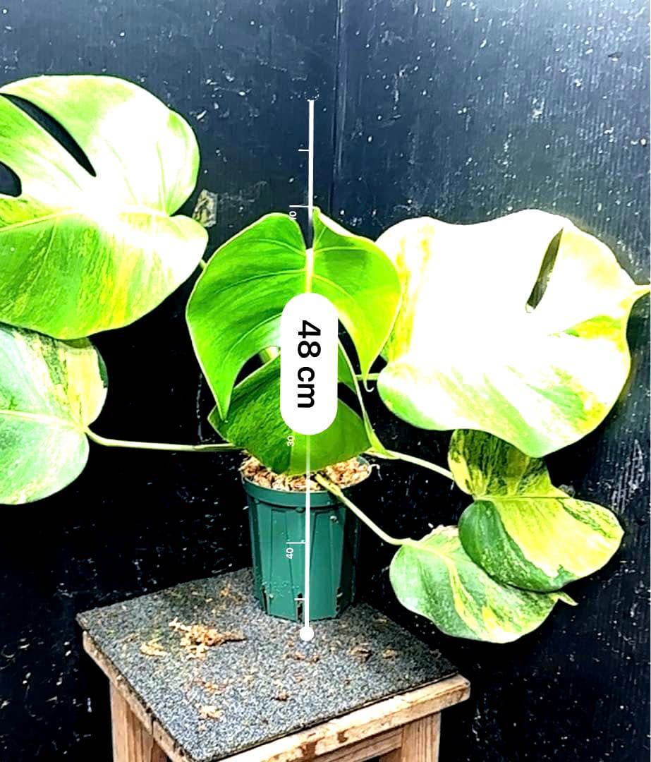 て*り様 斑入りモンステラボルシギアナオーレア黄斑4号鉢植え48cm発根済み安心