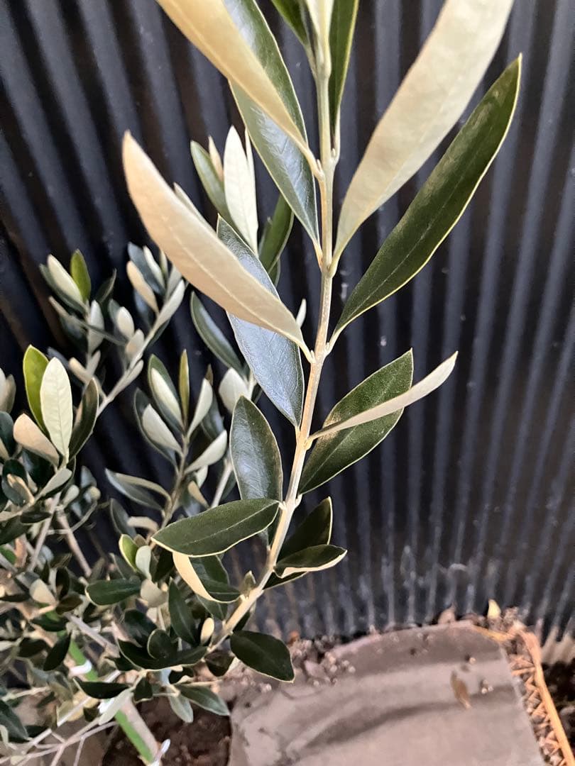 オリーブの木　カラマタ