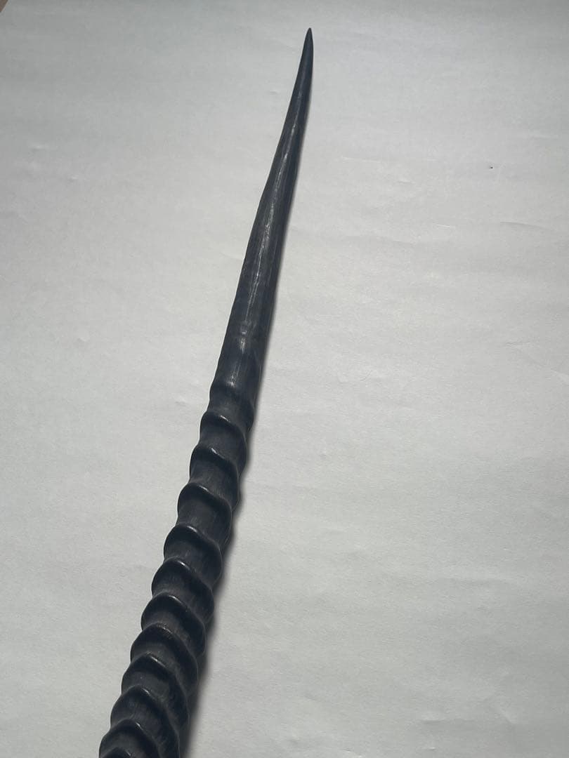 希少② オリックスホーン　鹿の角　検索）一角獣　オウムガイ