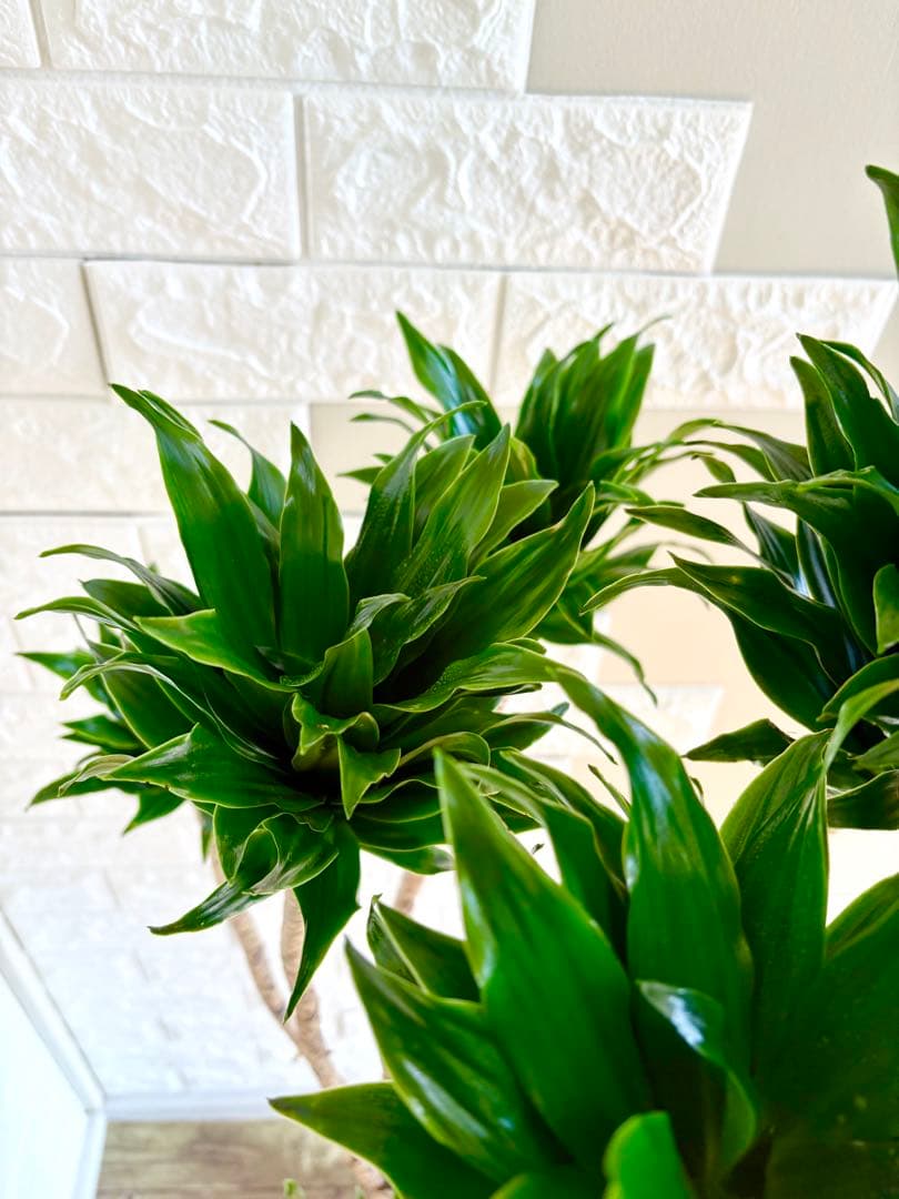 ドラセナコンパクタ⭐️リビングサイズ⭐️観葉植物
