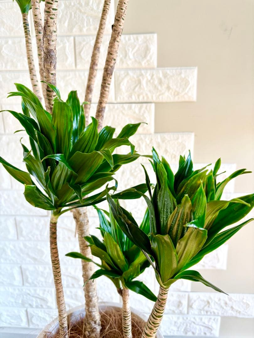 ドラセナコンパクタ⭐️リビングサイズ⭐️観葉植物