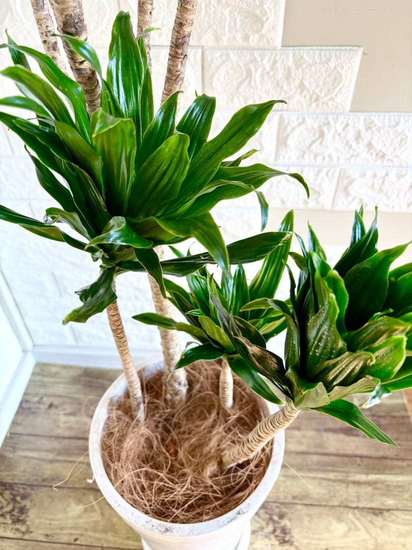 ドラセナコンパクタ⭐️リビングサイズ⭐️観葉植物