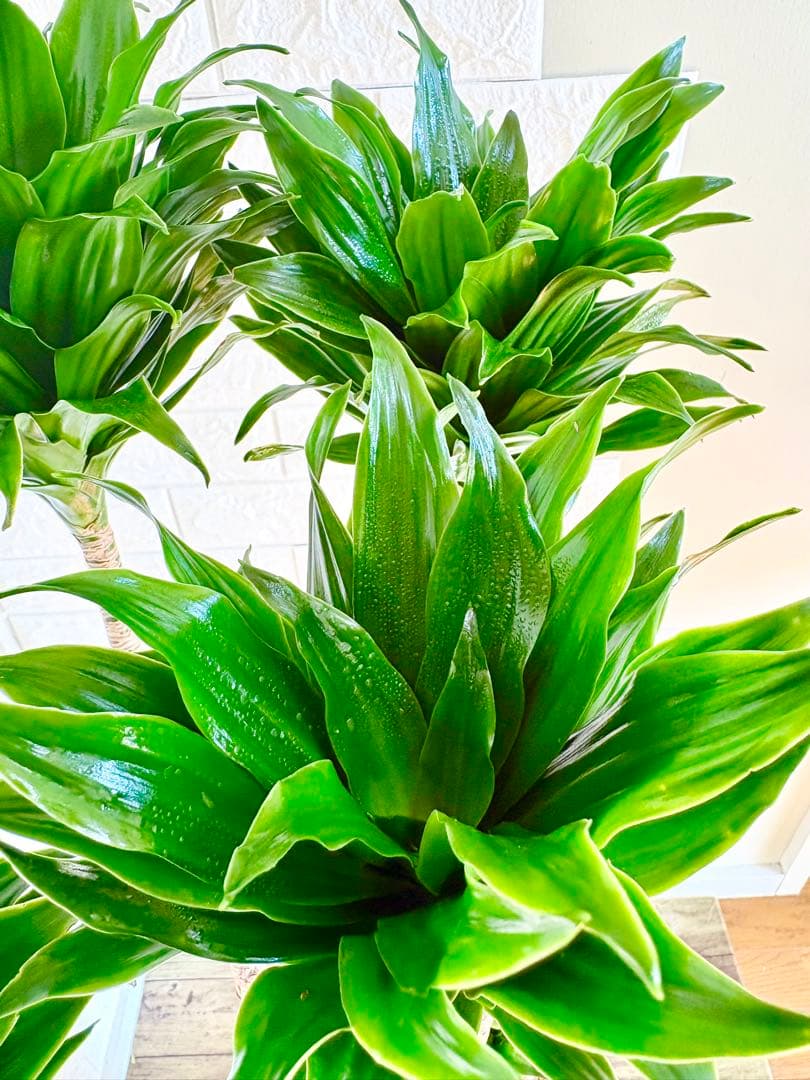 ドラセナコンパクタ⭐️リビングサイズ⭐️観葉植物