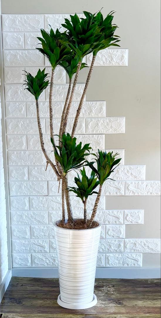 ドラセナコンパクタ⭐️リビングサイズ⭐️観葉植物