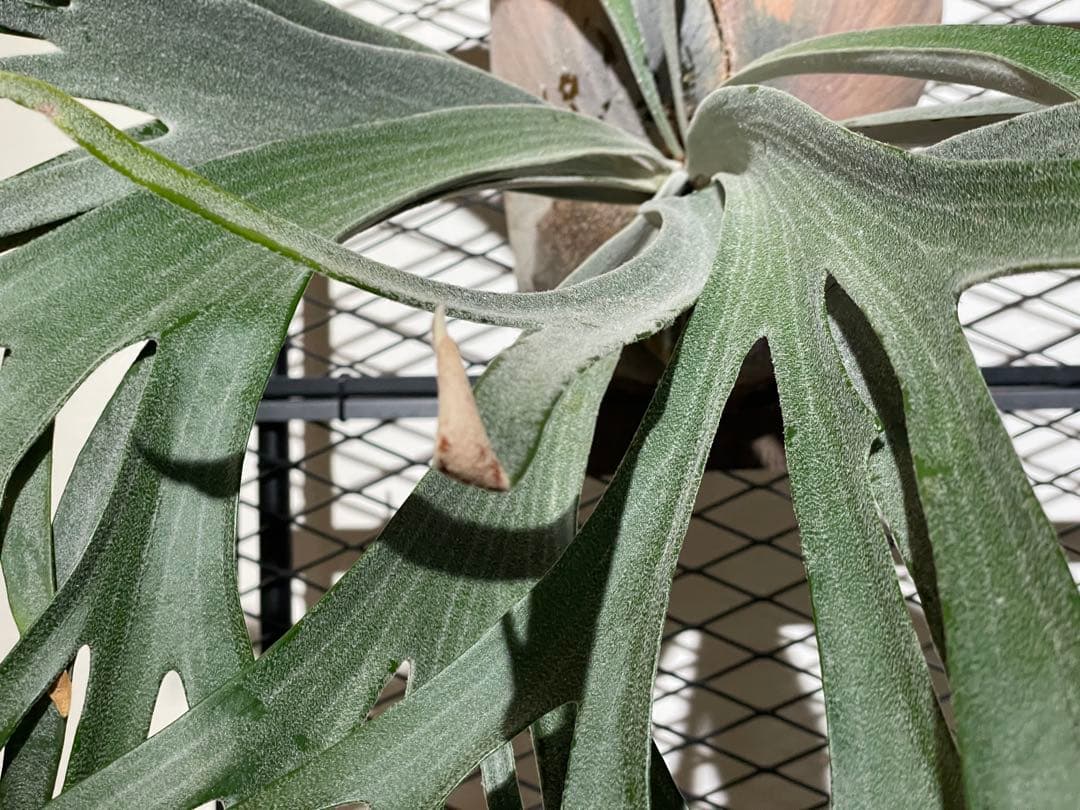 ビカクシダ　ハヌマーン　親株