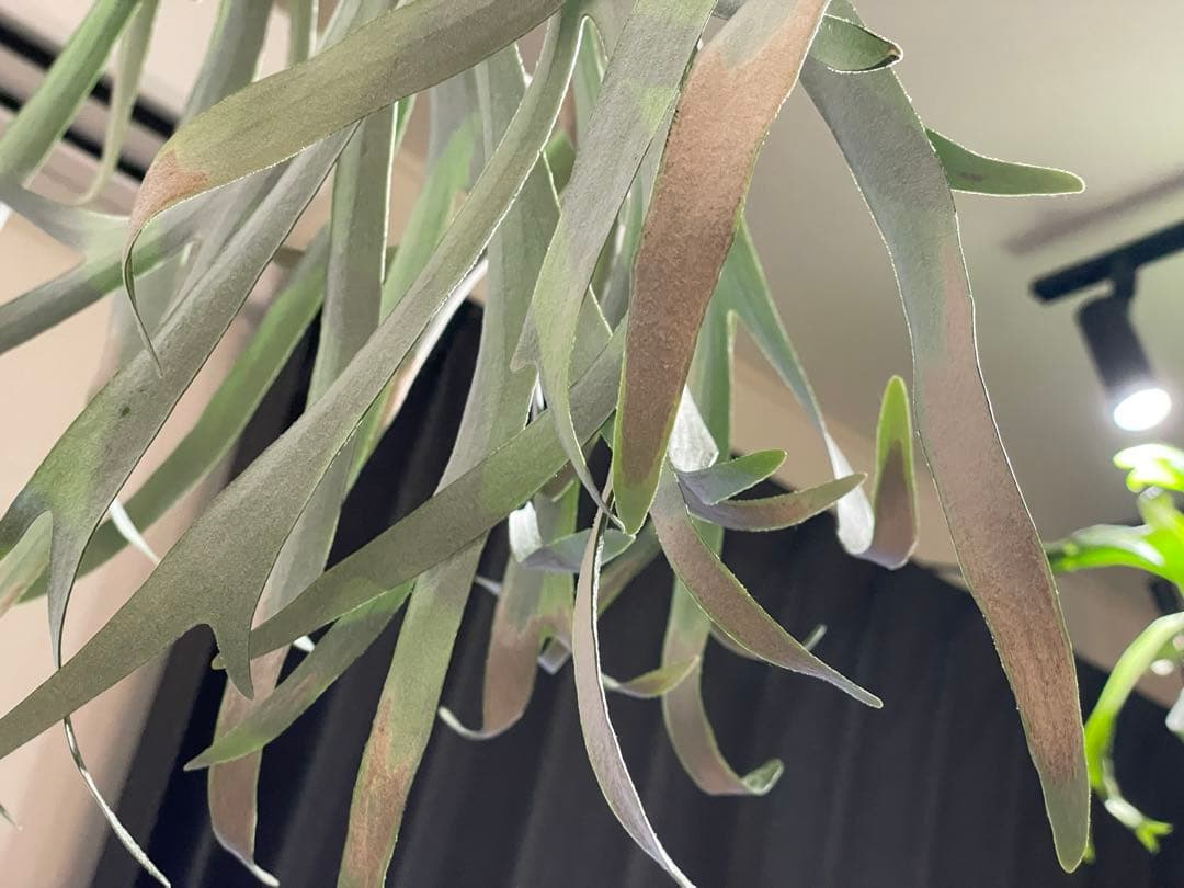 ビカクシダ　ハヌマーン　親株