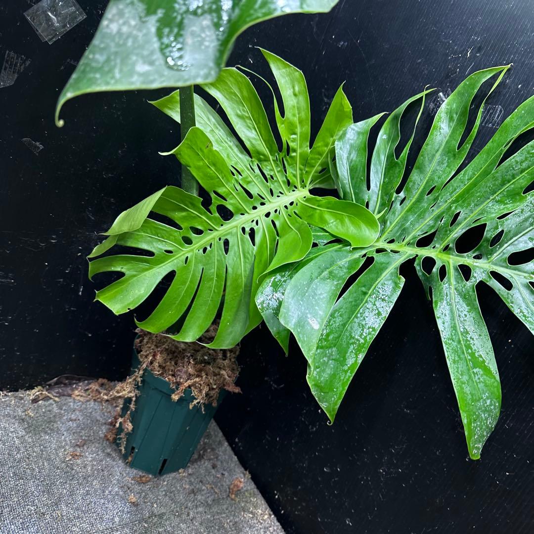 モンステラデリシオーサマクロコズム大型葉希少系統鉢植え高さ70㎝超大株