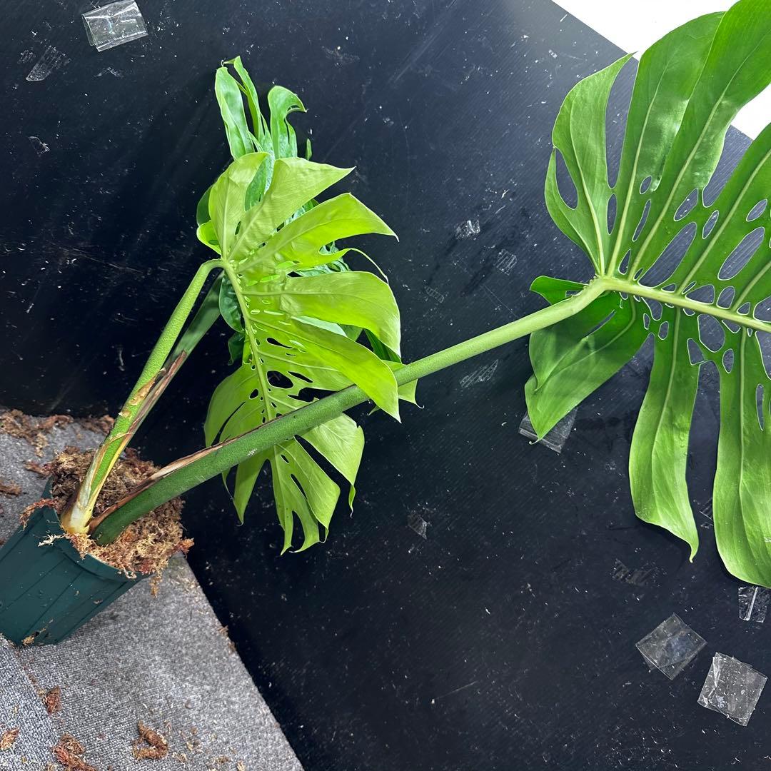 モンステラデリシオーサマクロコズム大型葉希少系統鉢植え高さ70㎝超大株